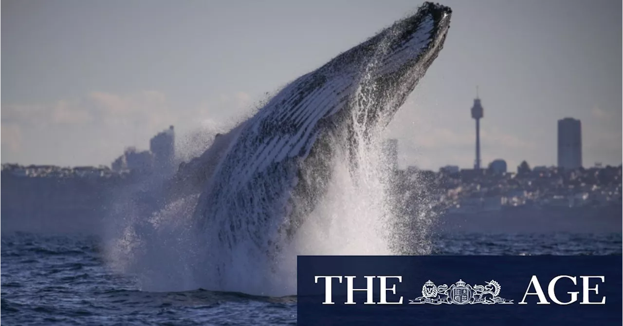 Whale Songs Follow Human Language Rule