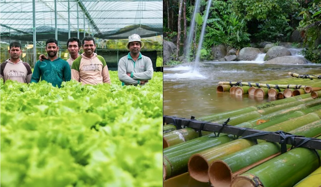 Cameron Highlands: Sustainability Challenges Threaten Paradise