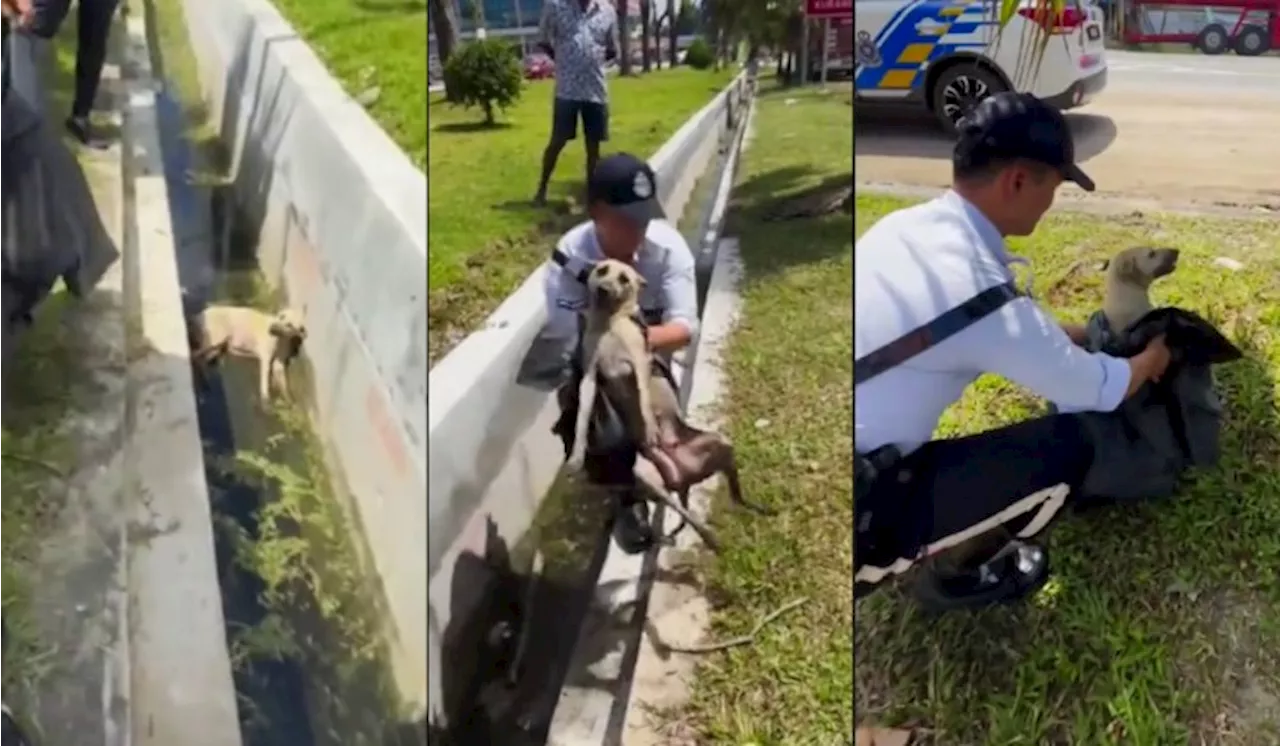 Malaysian Police Rescue Injured Dog From Drain