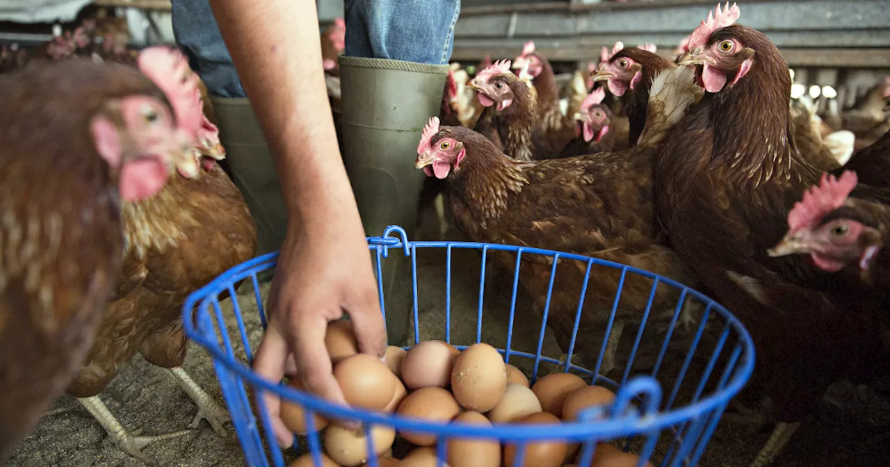 Bird Flu Outbreak: Are Eggs and Poultry Products Still Safe to Eat?