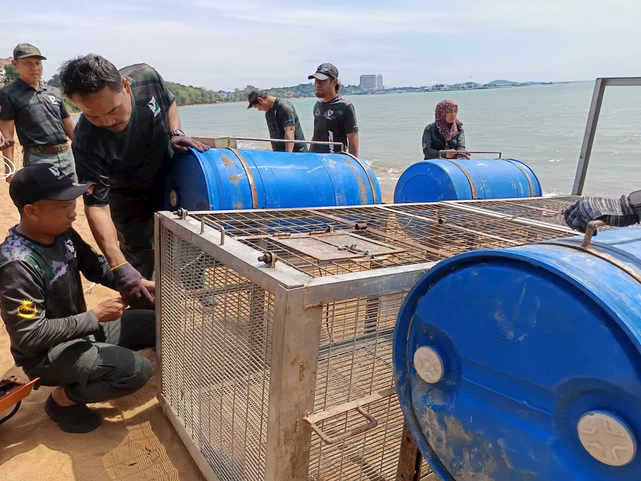 Disrupted River Habitats May Lure Crocodiles to Port Dickson Beaches