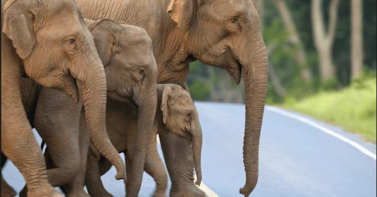 Tailândia em Dilema Ambiental: Crescente População de El elefante e Conflitos com Humanos