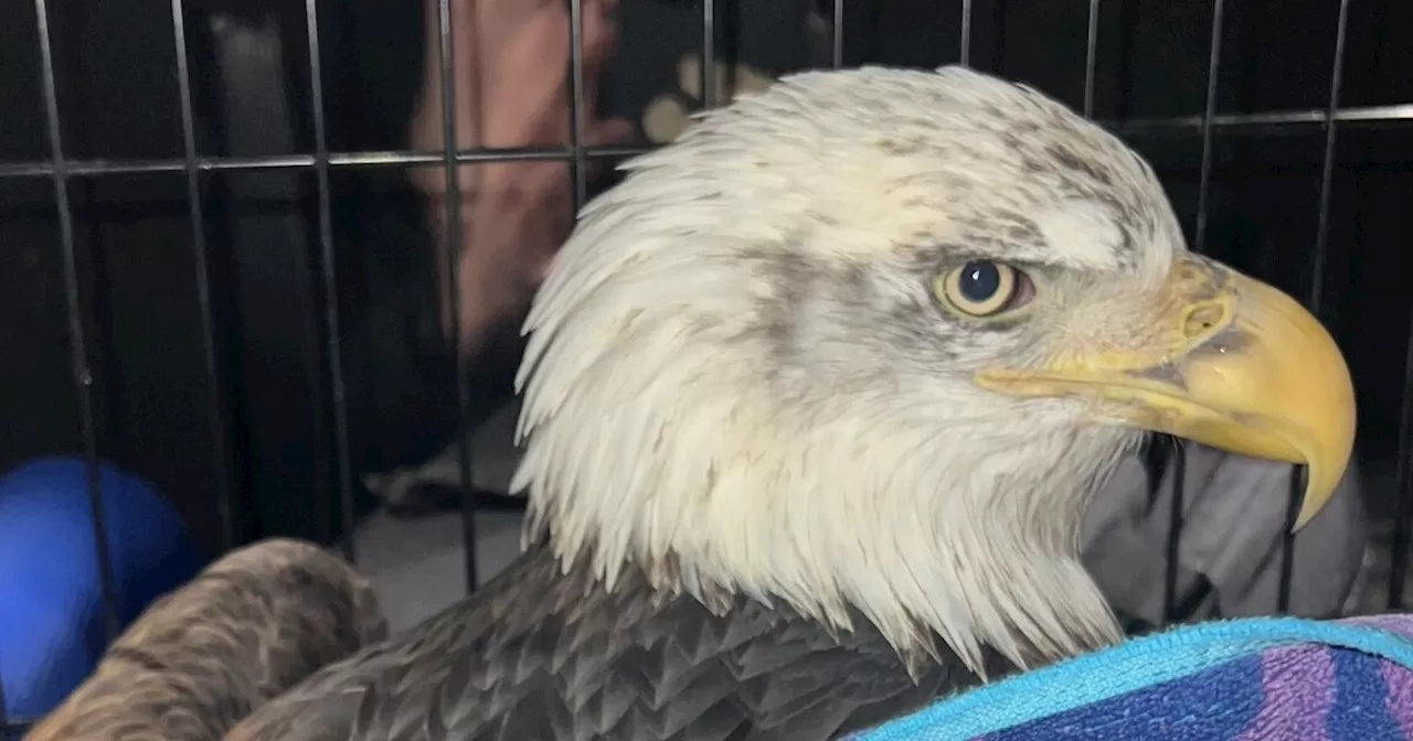 Bald eagle dies after being rescued; death investigated as suspected bird flu case