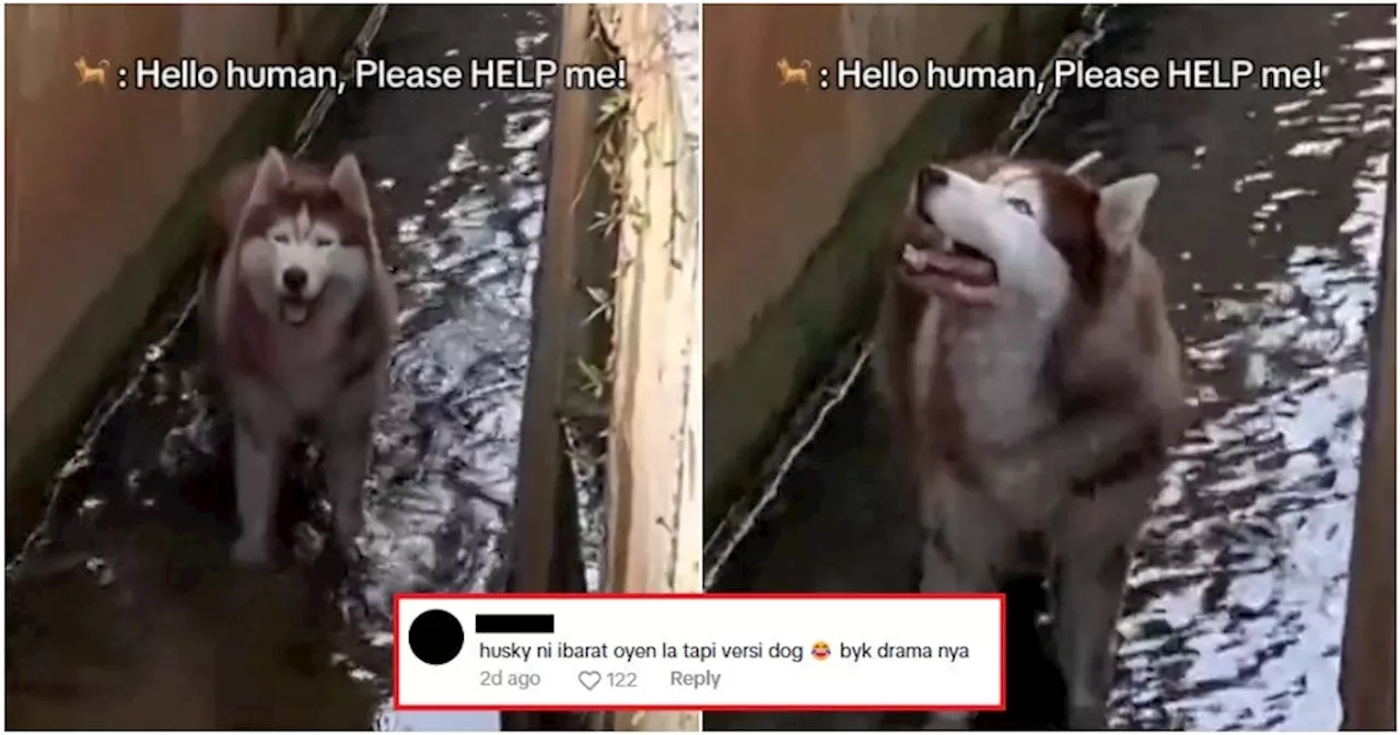 Adorable Husky Sulks After Falling Into Drain, Netizens Can't Get Enough