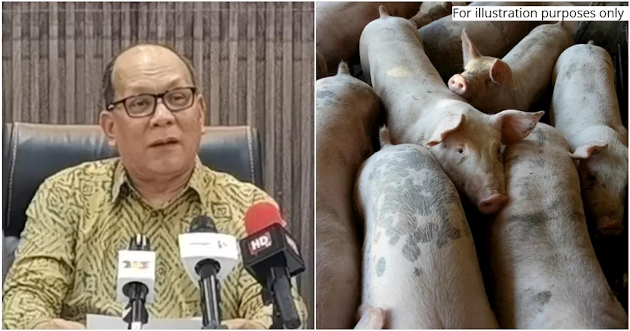 Three Pig Farms in Selangor Seized After African Swine Fever Outbreak