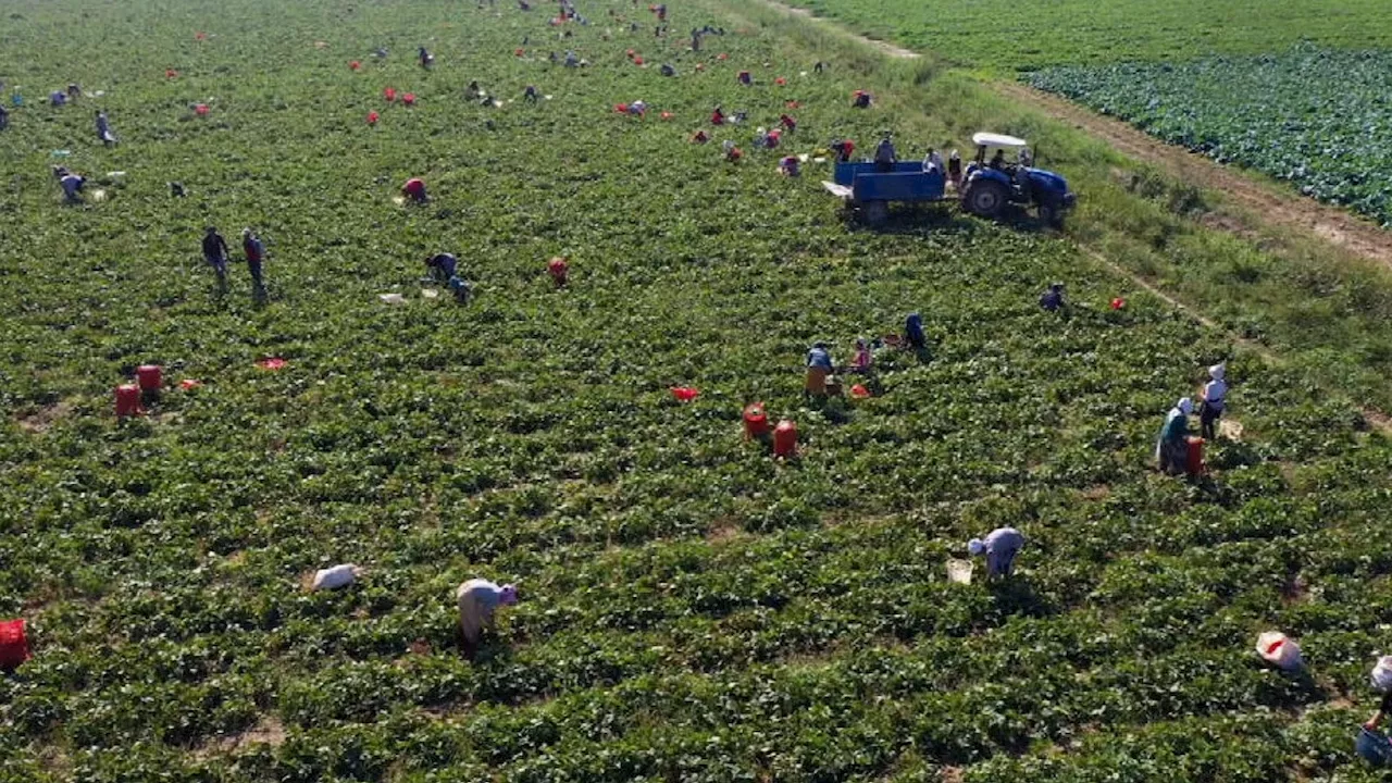 Fear Grips California's Farmworkers Amid Trump's Immigration Raids