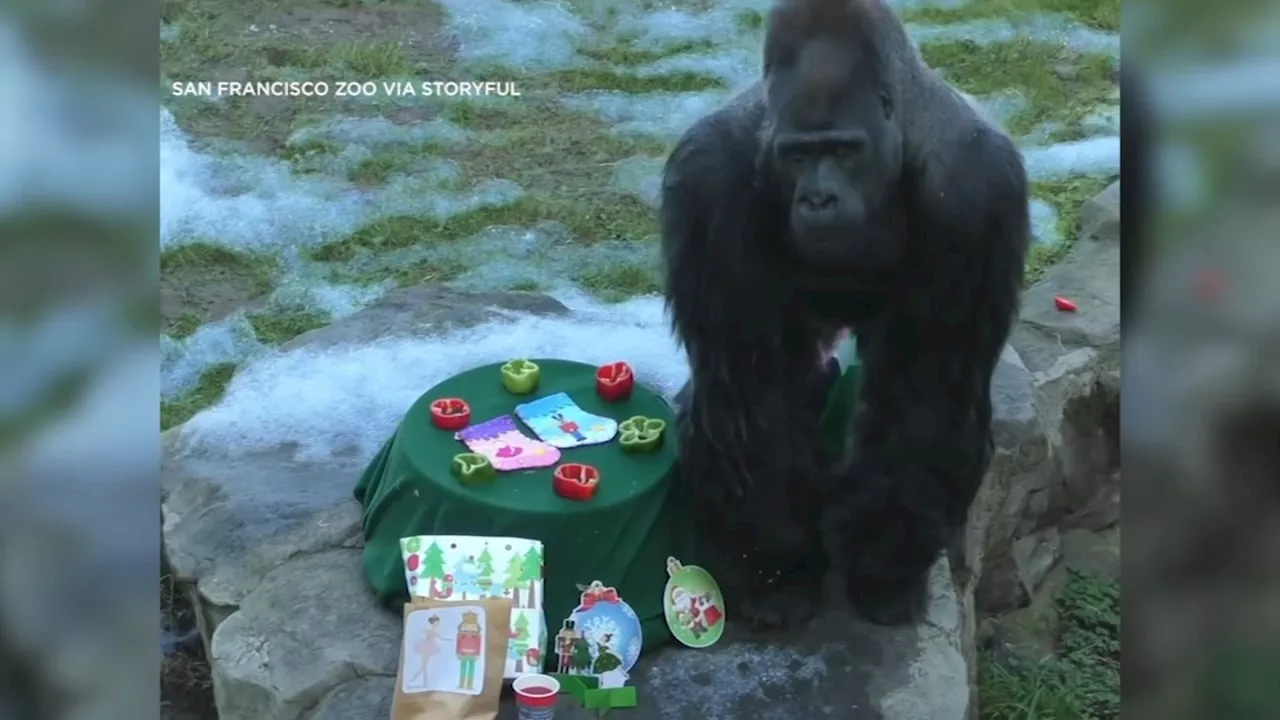 Beloved San Francisco Zoo gorilla Oscar unexpectedly dies at 43: 'We are heartbroken'