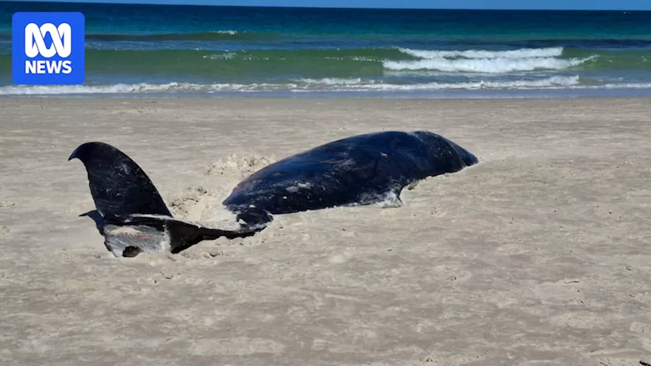 Rare Dwarf Sperm Whale Found Dead on Adelaide Beach