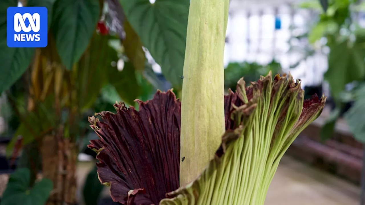 Second 'Smelly Corpse Flower' Blooms at Sydney Botanic Gardens