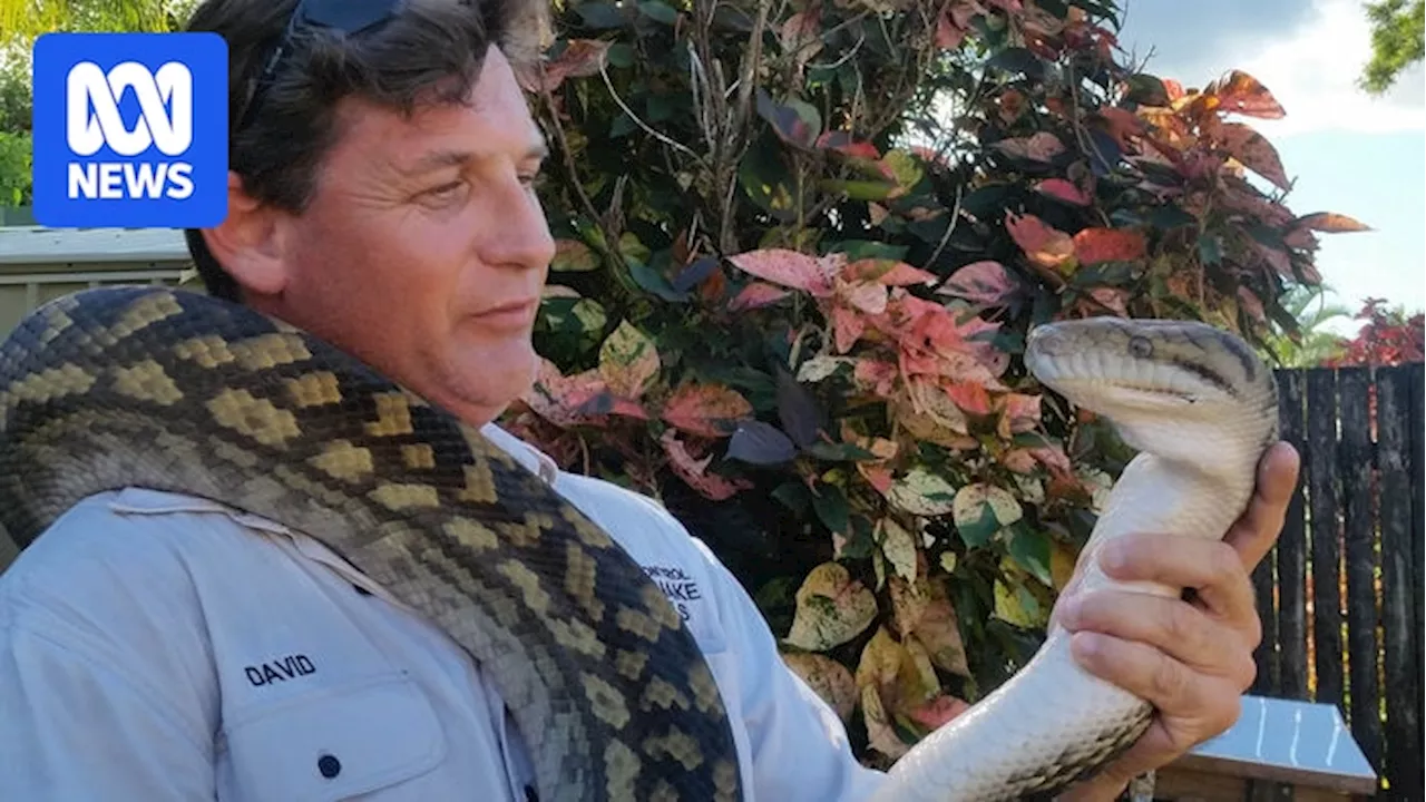 Snake bites take hold in rainy weather across northern Queensland