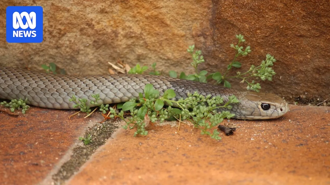 Snake Relocation: Urban Myth or Ecological Nightmare?