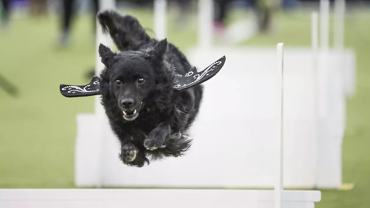 Canine Champions Shine at the 149th Westminster Kennel Club Dog Show