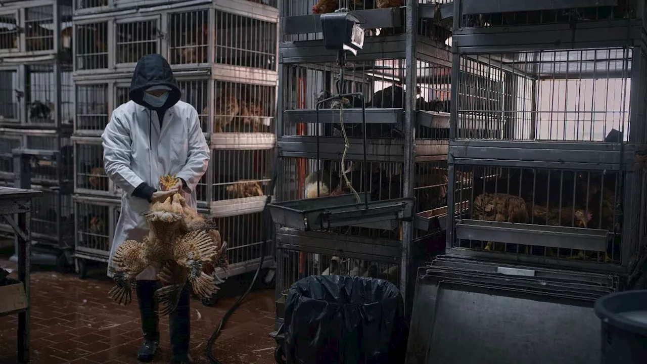 Race to sell chickens after NYC poultry markets ordered shut due to avian flu