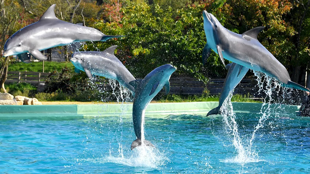 One Voice proteste contre la réouverture du delphinarium de Planète Sauvage