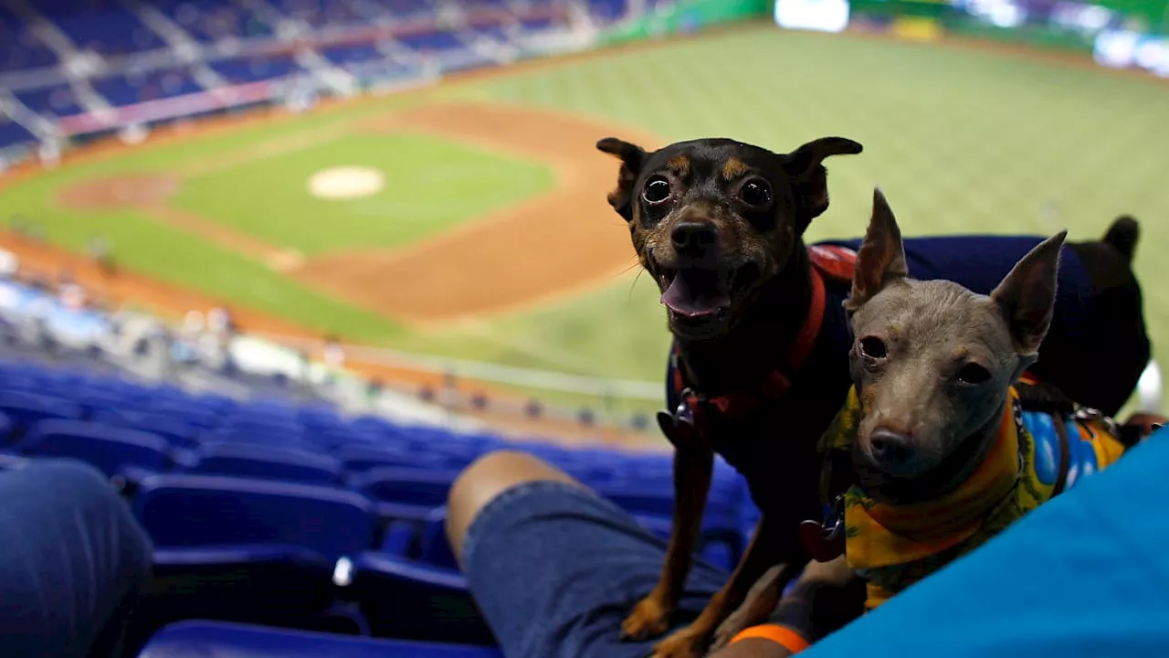 Fan verklagt Marlins und Miami wegen Hundeurin-Sturz