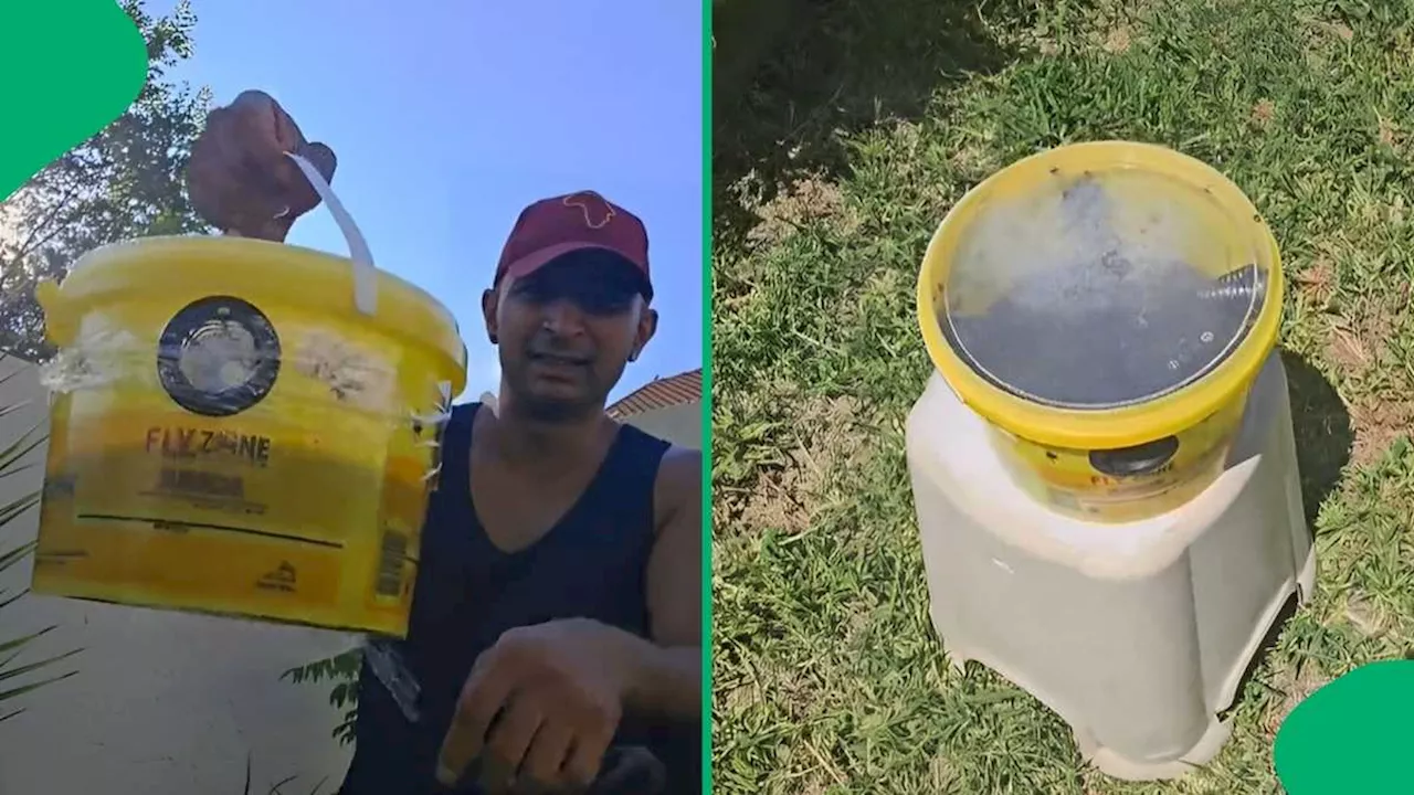 Viral TikToker's Genius Fly Trap Offers Solution to Gauteng Infestation