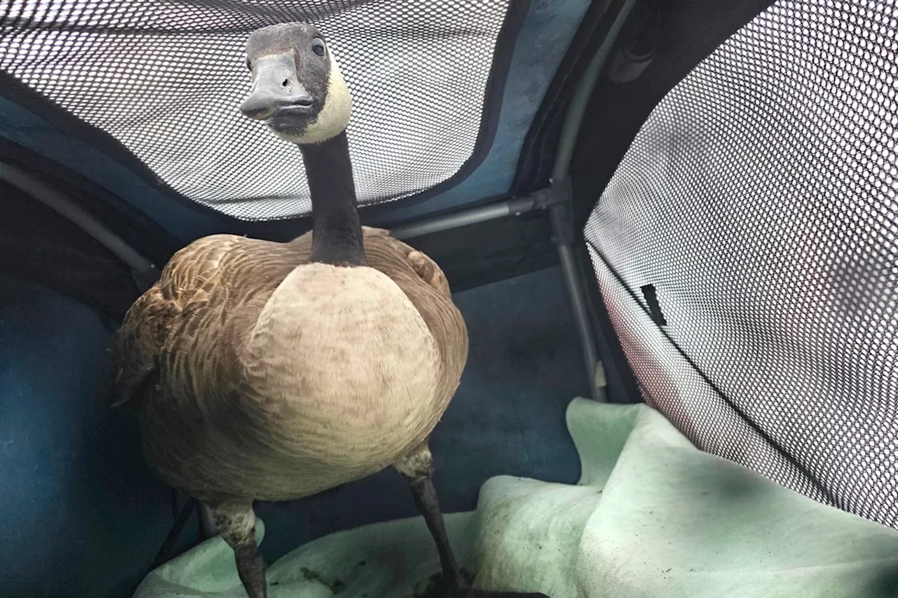 Local Volunteer Raises Concerns Over Missing Net Gun Purchased with Donations for Canada Goose Rescue