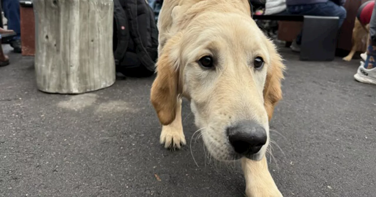 Thousands of Golden Retrievers Gather in Golden, Colorado, for National Golden Retriever Day Celebration