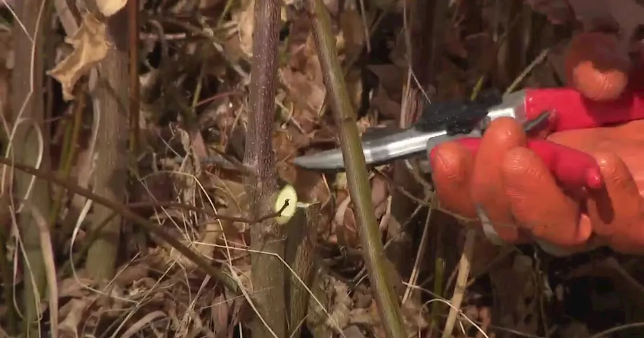 Winter Pruning: A Must-Do for a Healthy Garden Next Spring