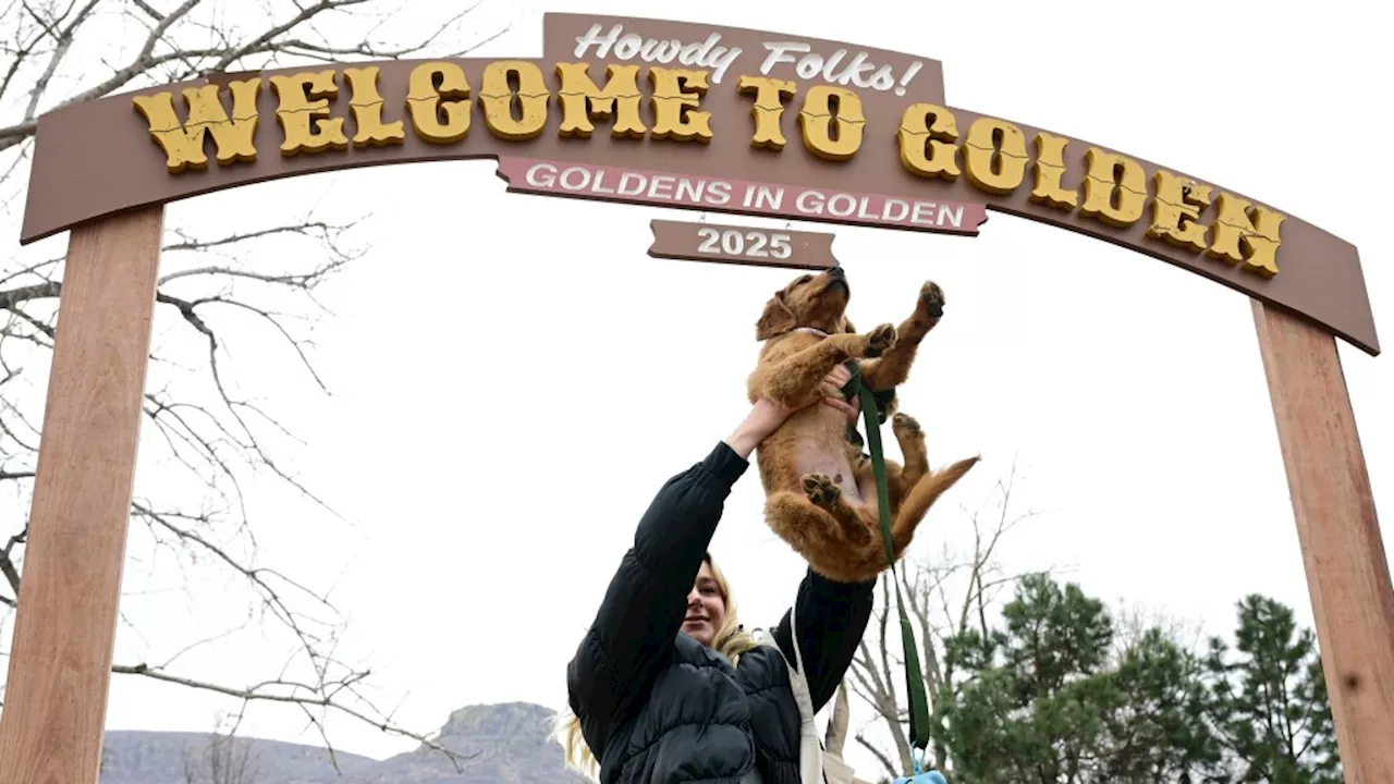 PHOTOS: Golden Retrievers, and their humans, attend annual Goldens in Golden