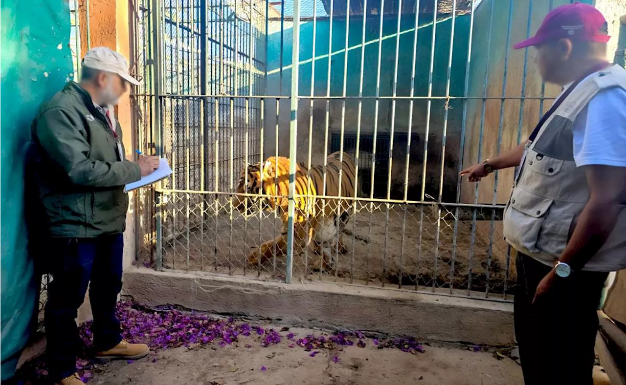 Denuncian de maltrato animal al zoológico Wameru en Querétaro; Profepa ordena medidas a favor de 4 especies