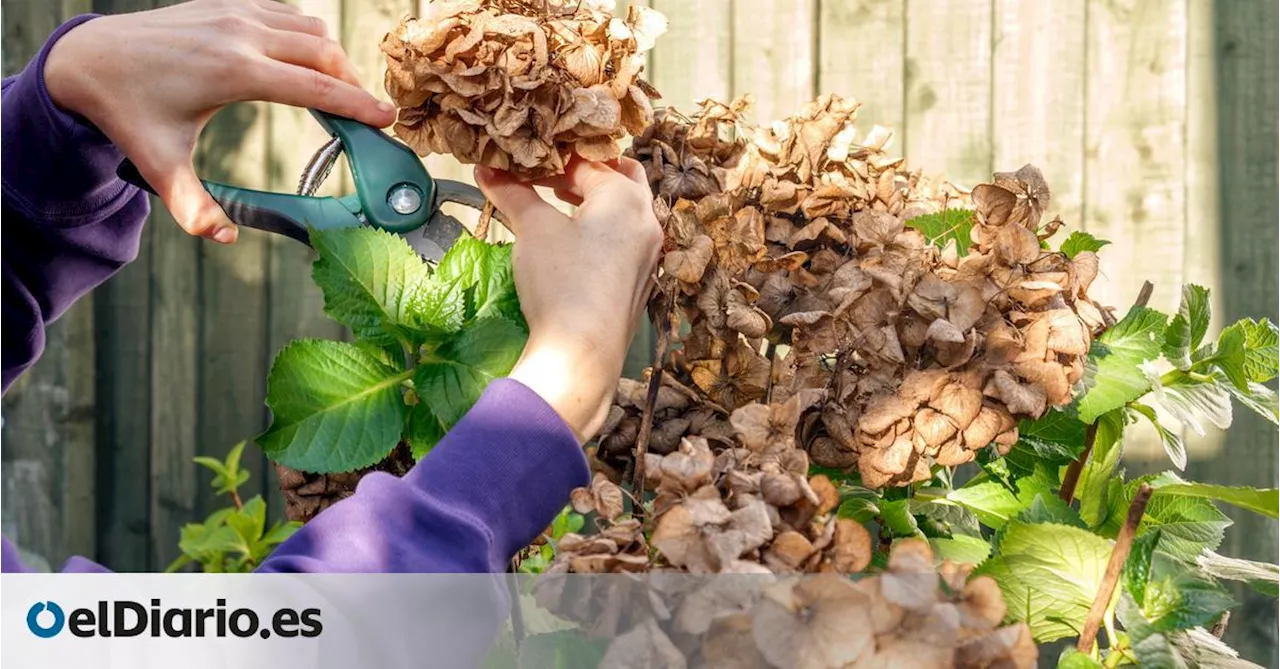 ¿Cuándo es el momento de podar una planta para que crezca más en primavera? Responde un experto