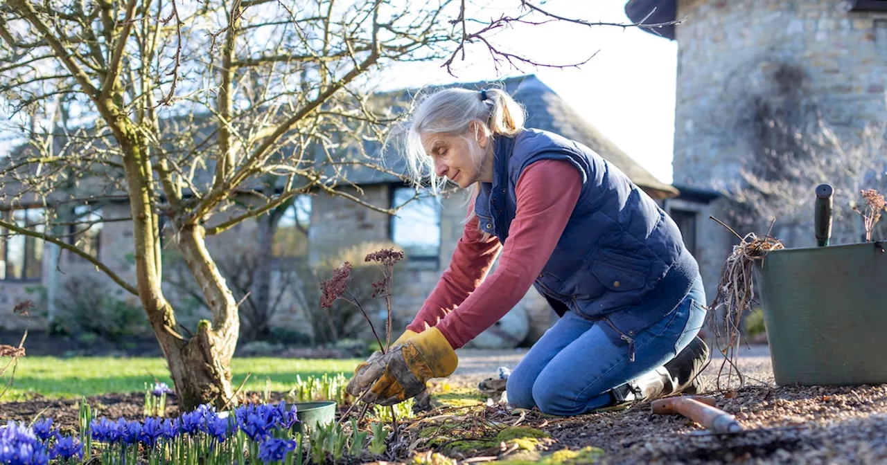 Giftige Frühblüher: Vorsicht im Garten!