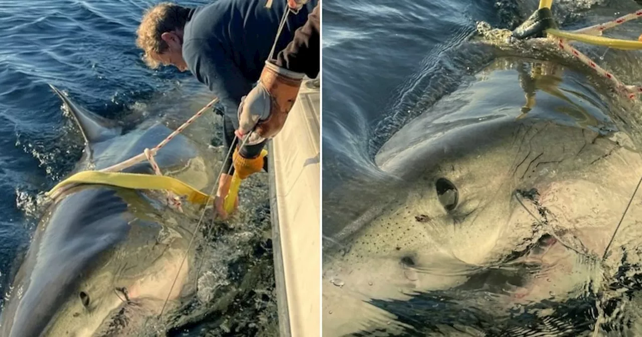 Größter von Forschern je gefundener weißer Hai schwimmt auf Küste Floridas zu