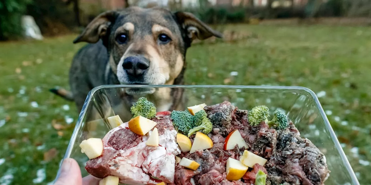 Lebensmittel, die Hunde nicht essen dürfen