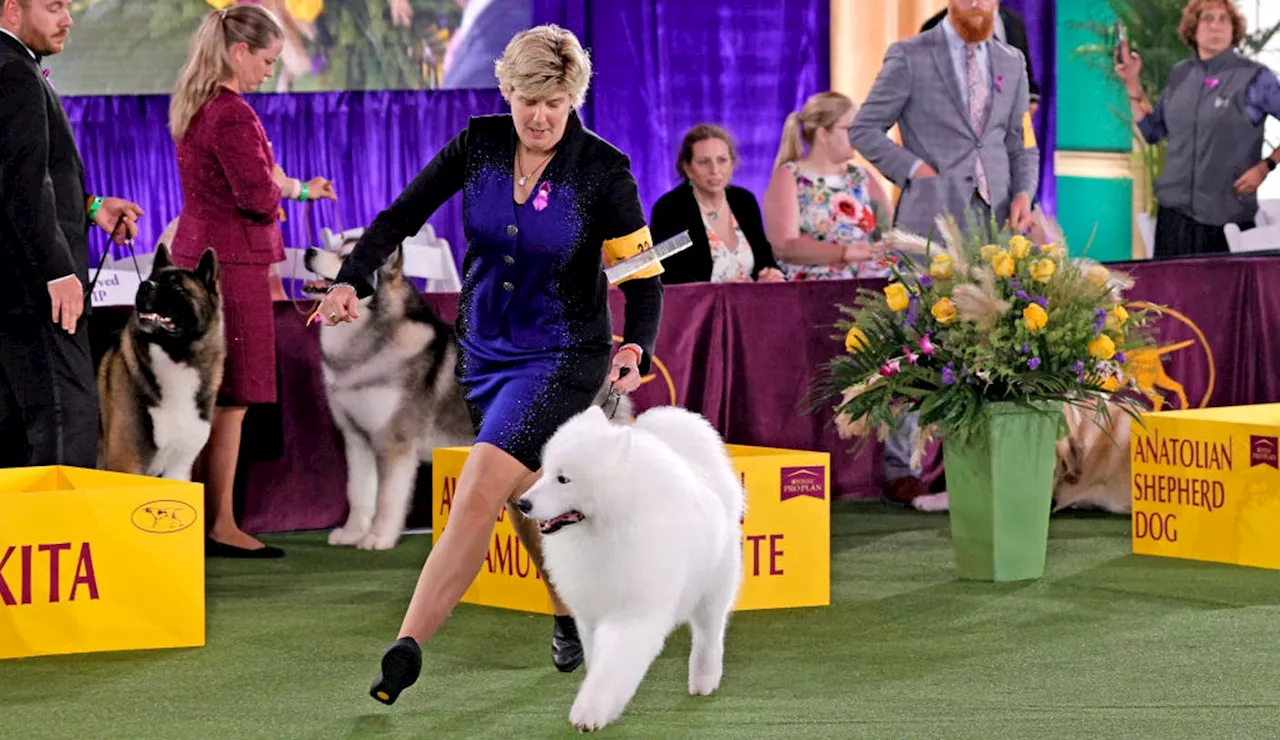 The Westminster Kennel Club Dog Show 2025: Dates, Location, and How to Watch