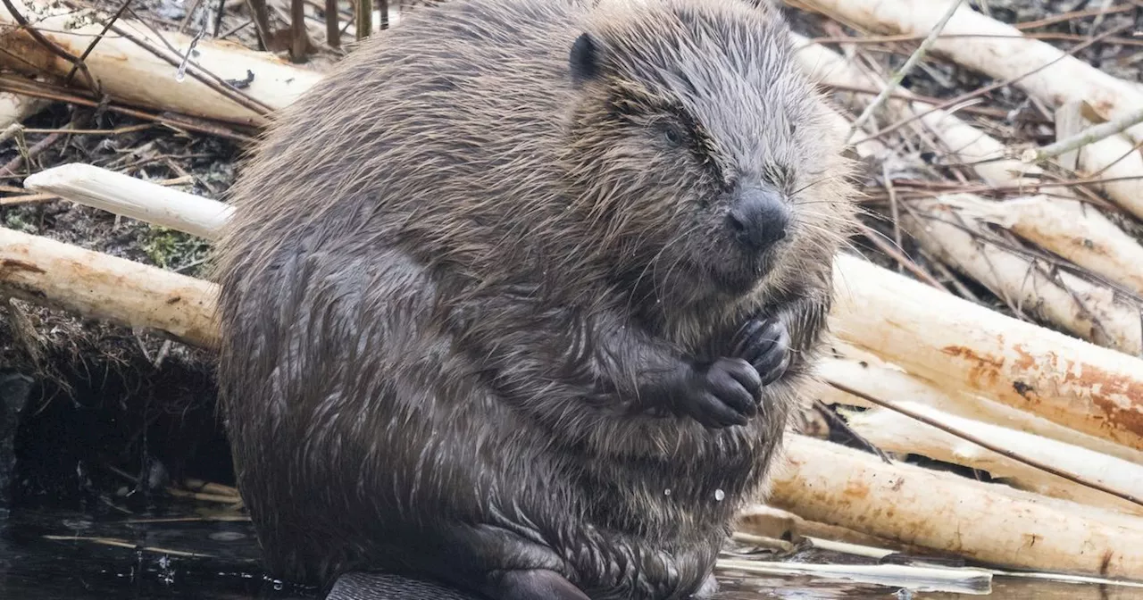 Beavers Build Their Own Dam, Foiling Human Plans