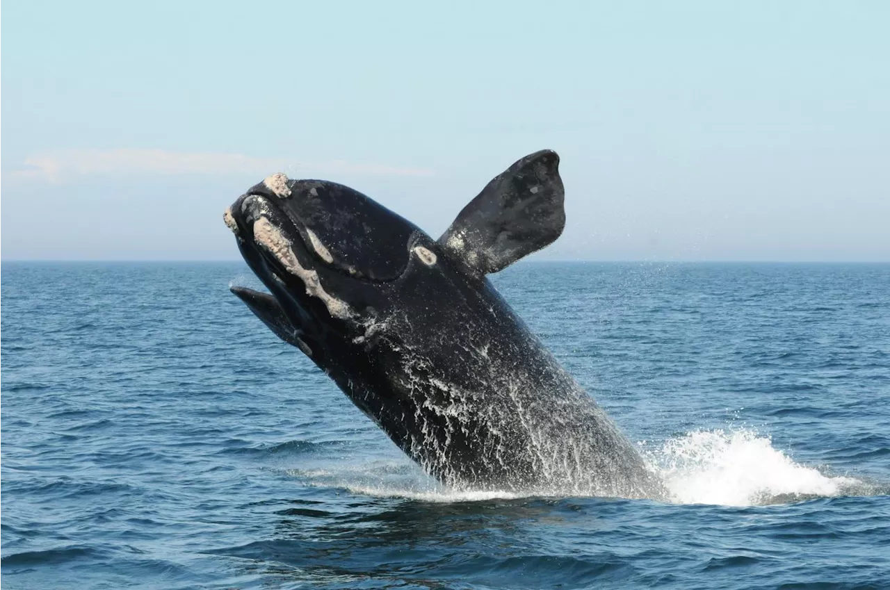 Whale Poop: A Key Ingredient for Ocean Fertility