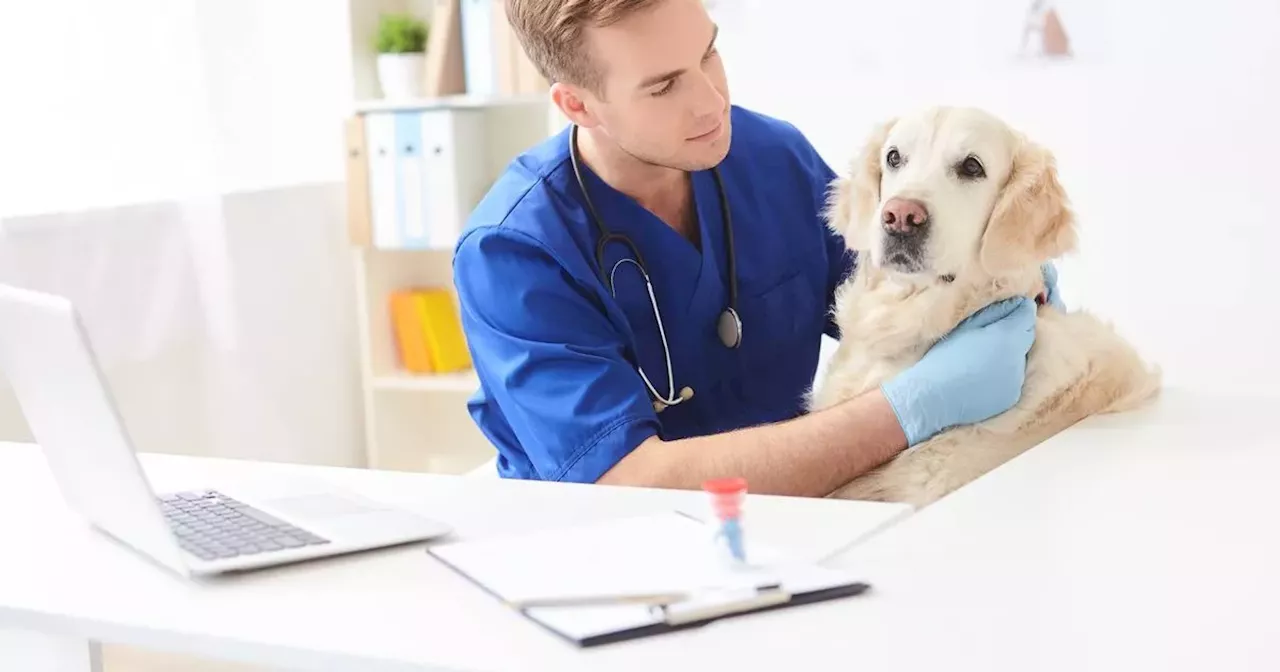 Vet Issues Urgent Alert for Dog Owners: Recognize These Symptoms of Heart Failure