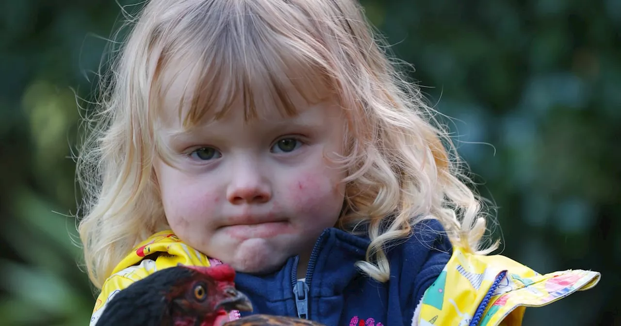 Raising urban chickens: ‘The joy that people get when you hand them the eggs is unmatched’