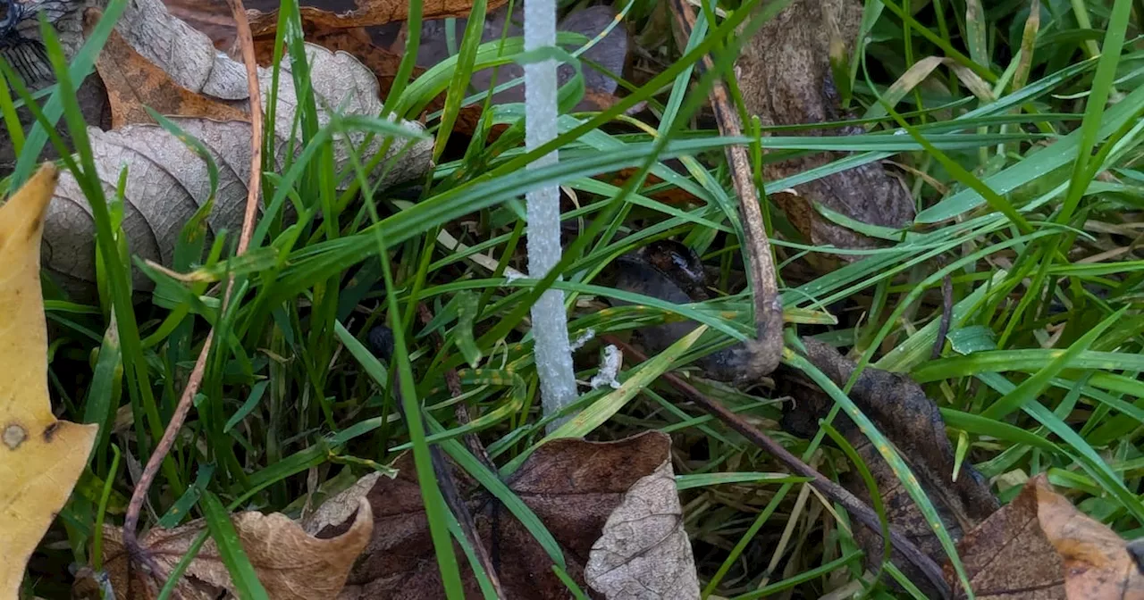 What is this mushroom seen in our local park?