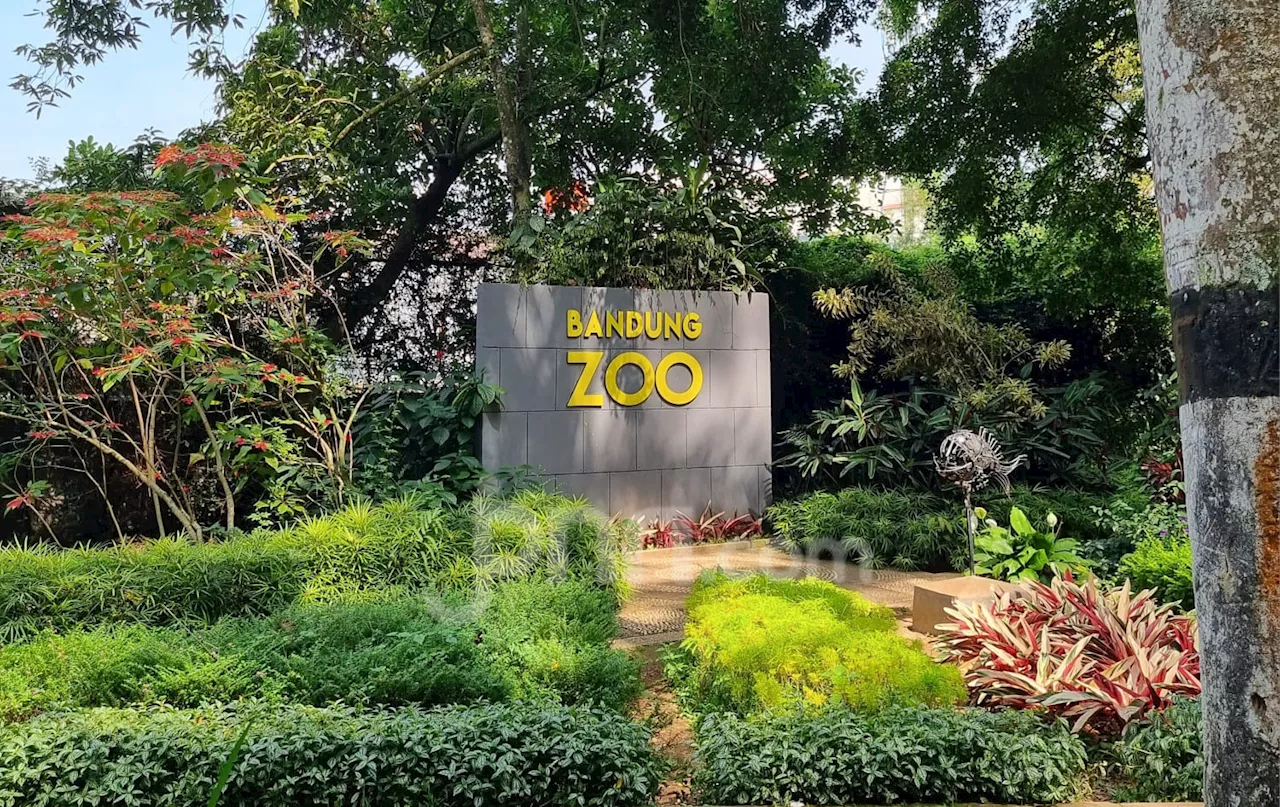 Begini Langkah Pemkot Cari Pengelola Baru Bandung Zoo