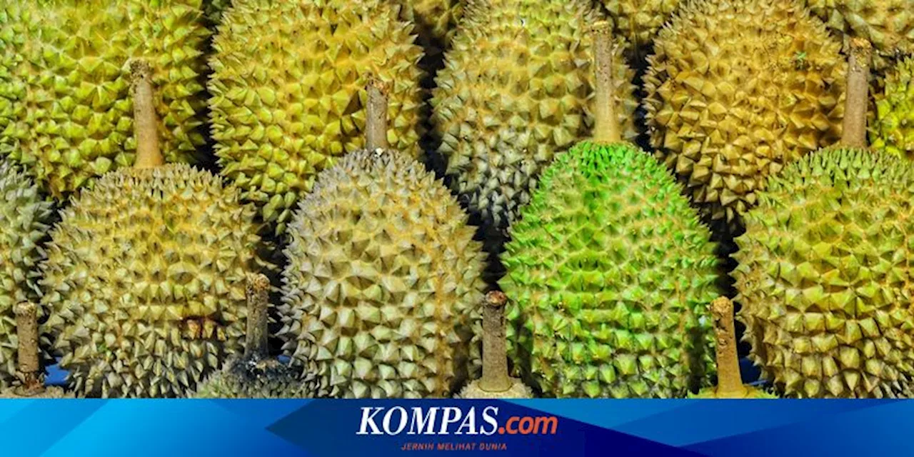 Thailand Kubur 60 Ton Durian yang Mengandung Pewarna Kuning BY2