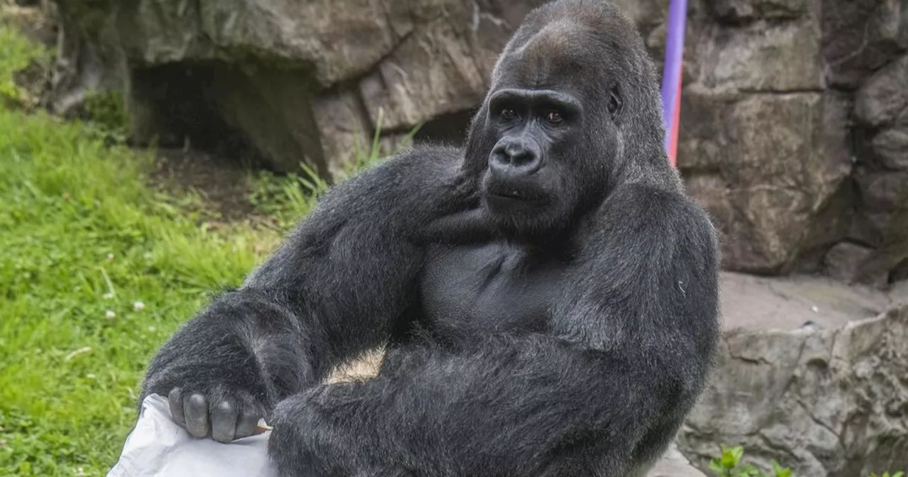 San Francisco Zoo's Beloved Gorilla, Oscar Jonesy, Dies After Medical Procedure