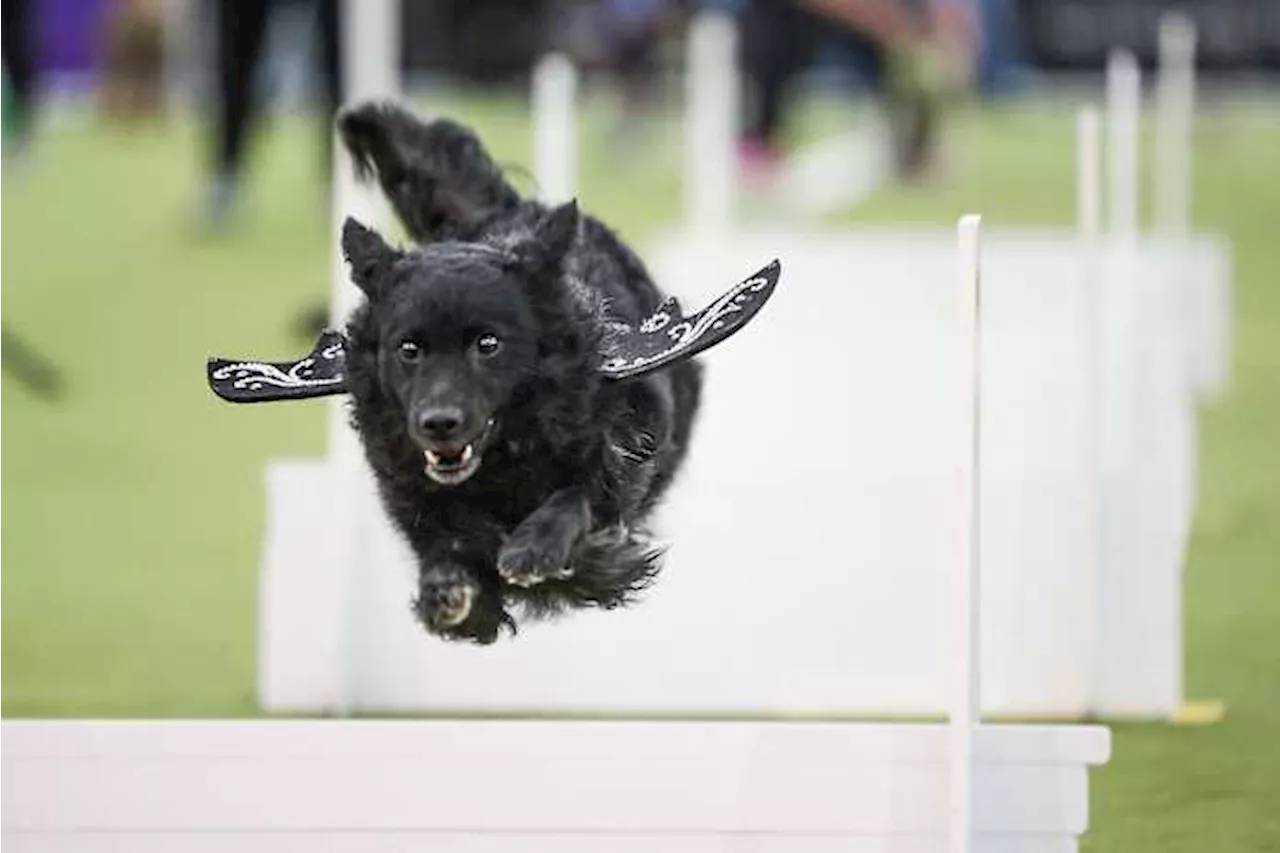 Call it the Dog Bowl. Westminster show's canine athletes get their piece of Super Bowl weekend