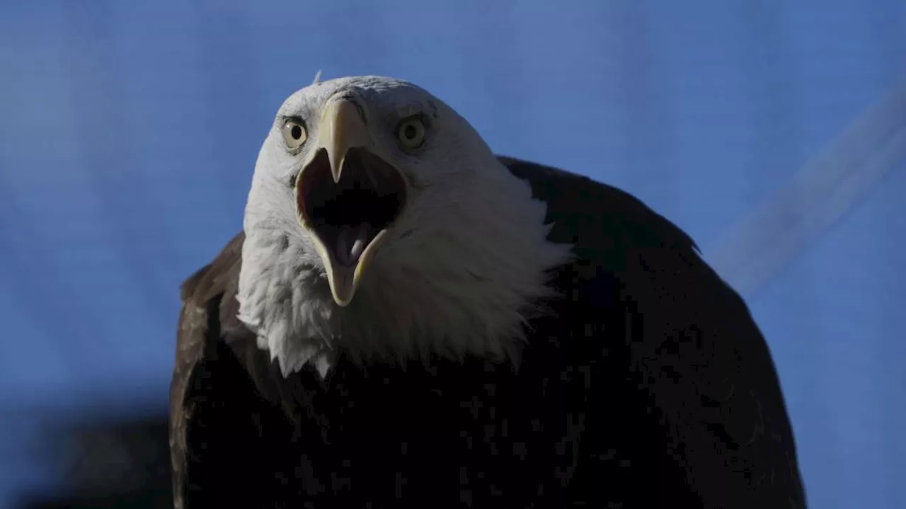 Bald Eagle: Soaring Back to Icon Status