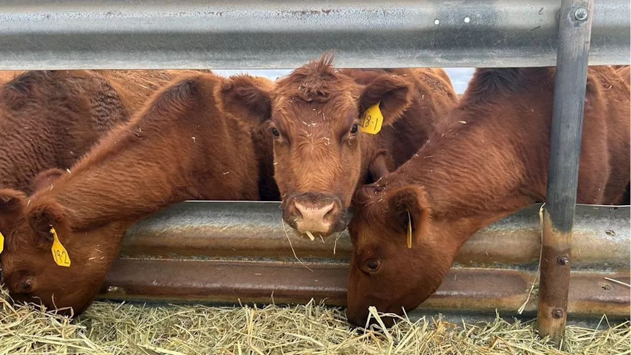 Washington County Faces Extreme Drought Conditions, Impacting Farmers and Livestock