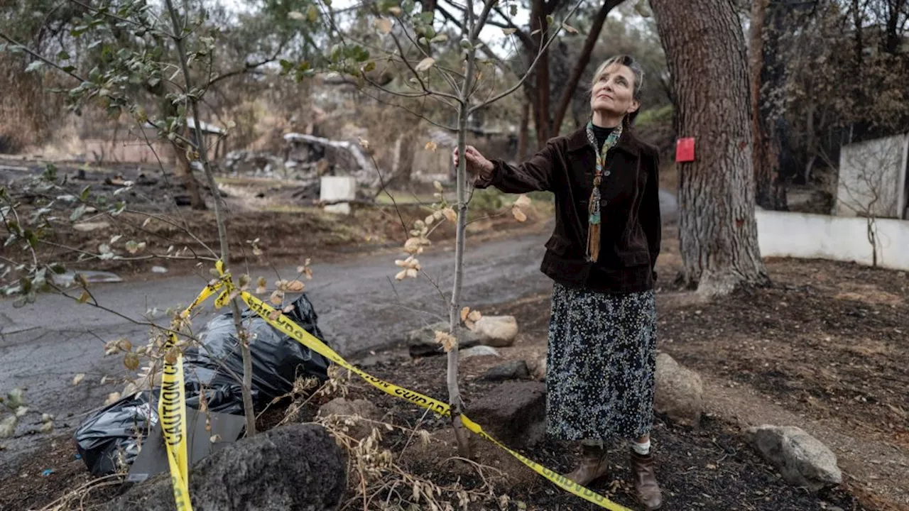 Altadena Residents Fight to Save Trees After Devastating Wildfire