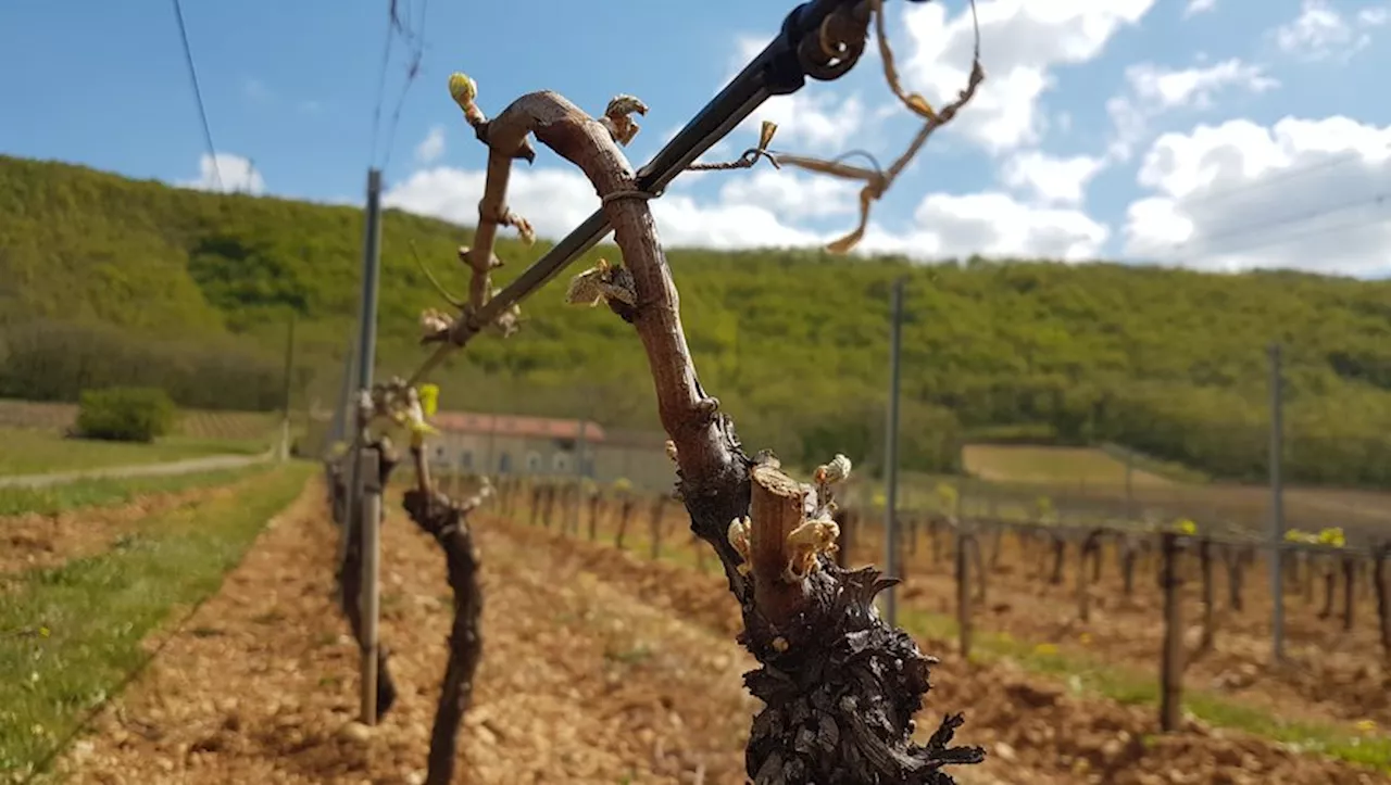 Faux brouillard, arrachage, aides financières, animations… tout ce que lance la viticulture du Lot pour sortir