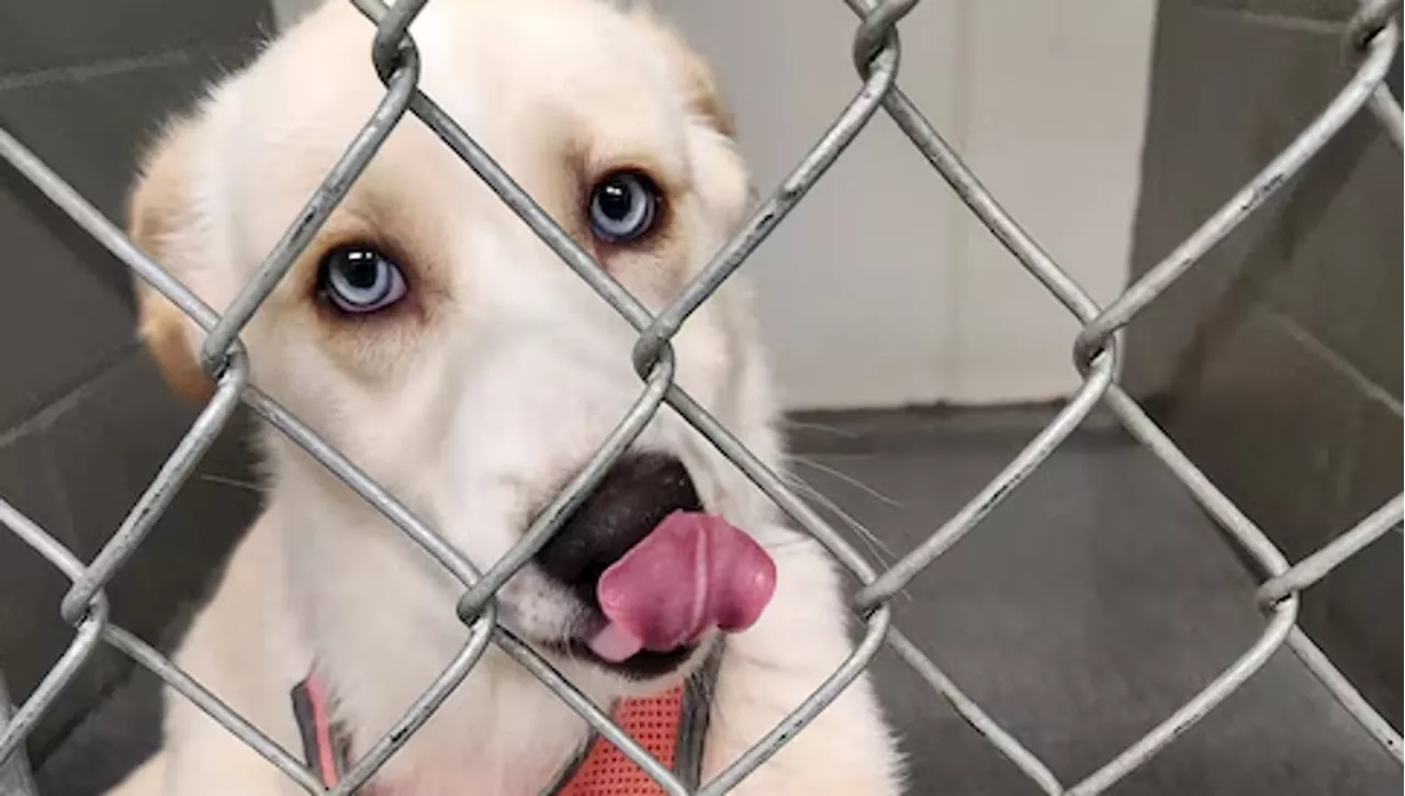 Belah: La cucciola con la zampa storta che ha conquistato tutti