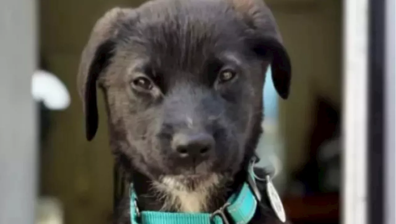 Manzanita, il cane che ha perso tutto ma non la speranza