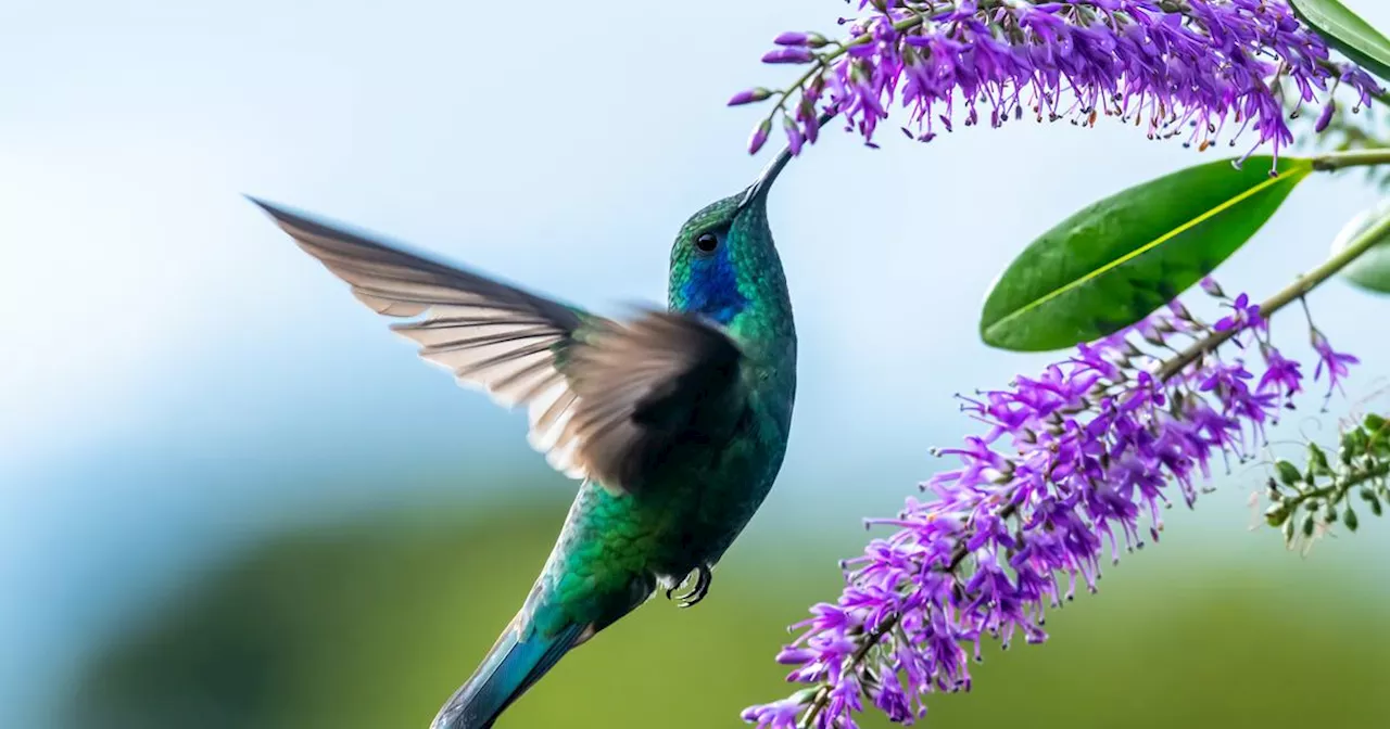 Le colibri est le seul oiseau au monde capable de cette prouesse