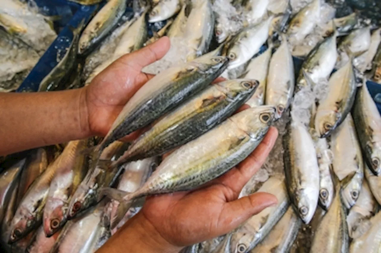 Putrajaya's Big Plans to Save Malaysia's Dwindling Fish