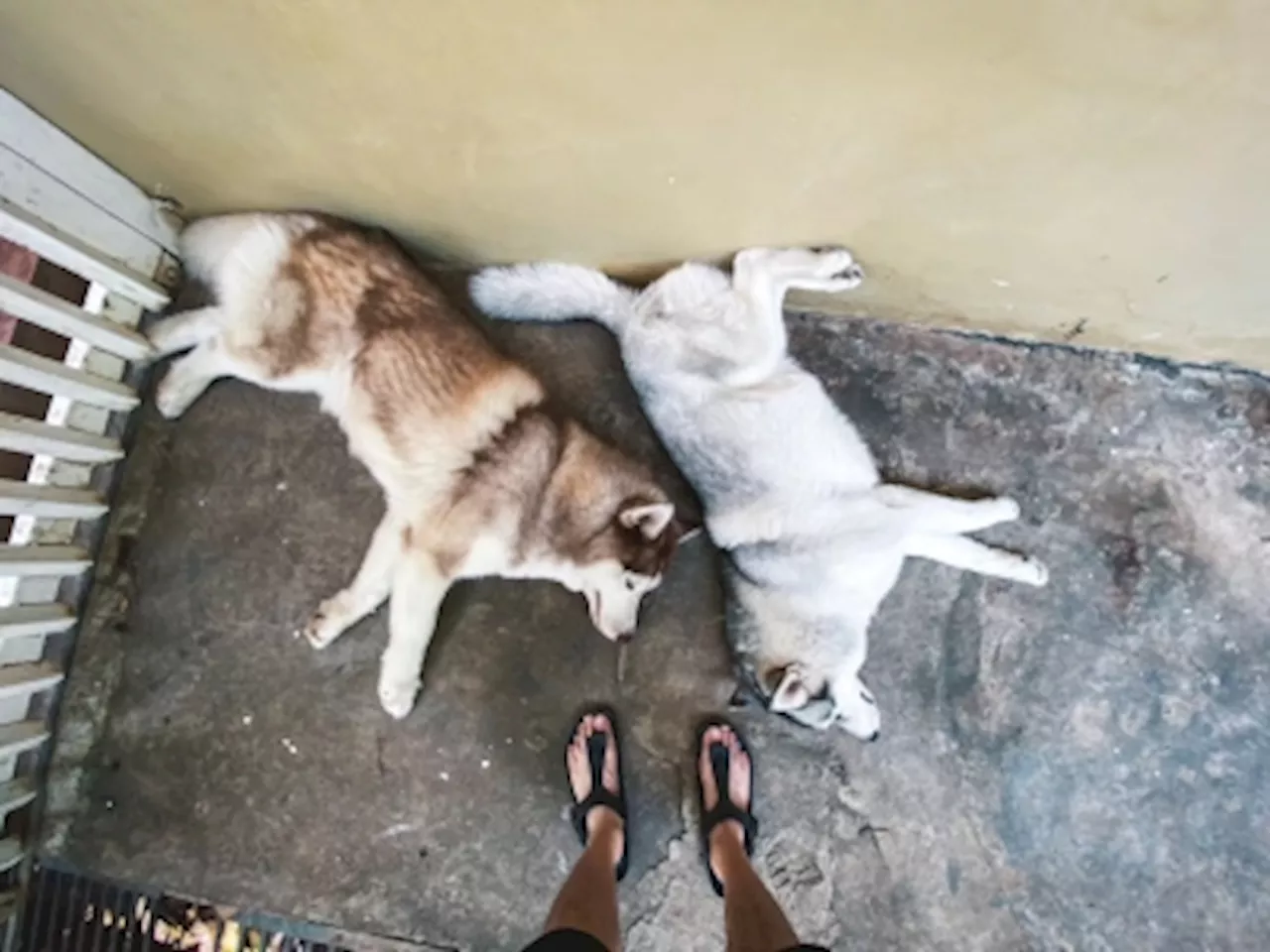 Viral Husky's Great Escape and Rescue by Fire Department