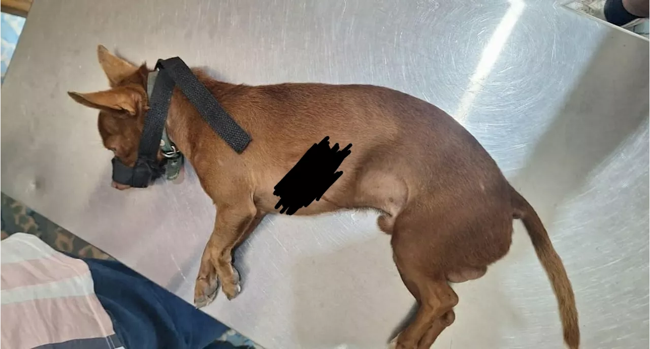 Perro es atacado con rifle de balines en San Felipe Orizatlán