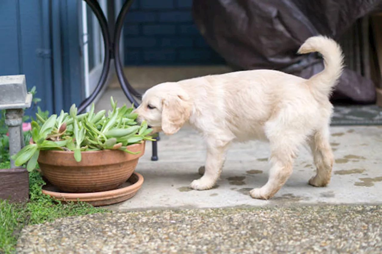 Protecting Pets from Toxic Houseplants